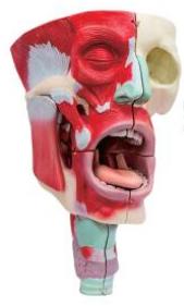 鼻、口、咽喉腔分解模型